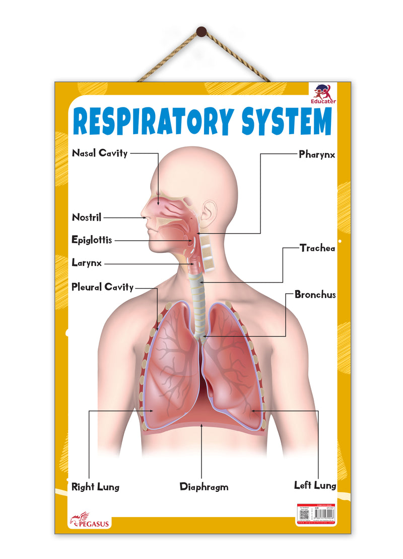 Respiratory System – Human Respiratory System Learning Poster for Kids & Students (Age 4+ Years)