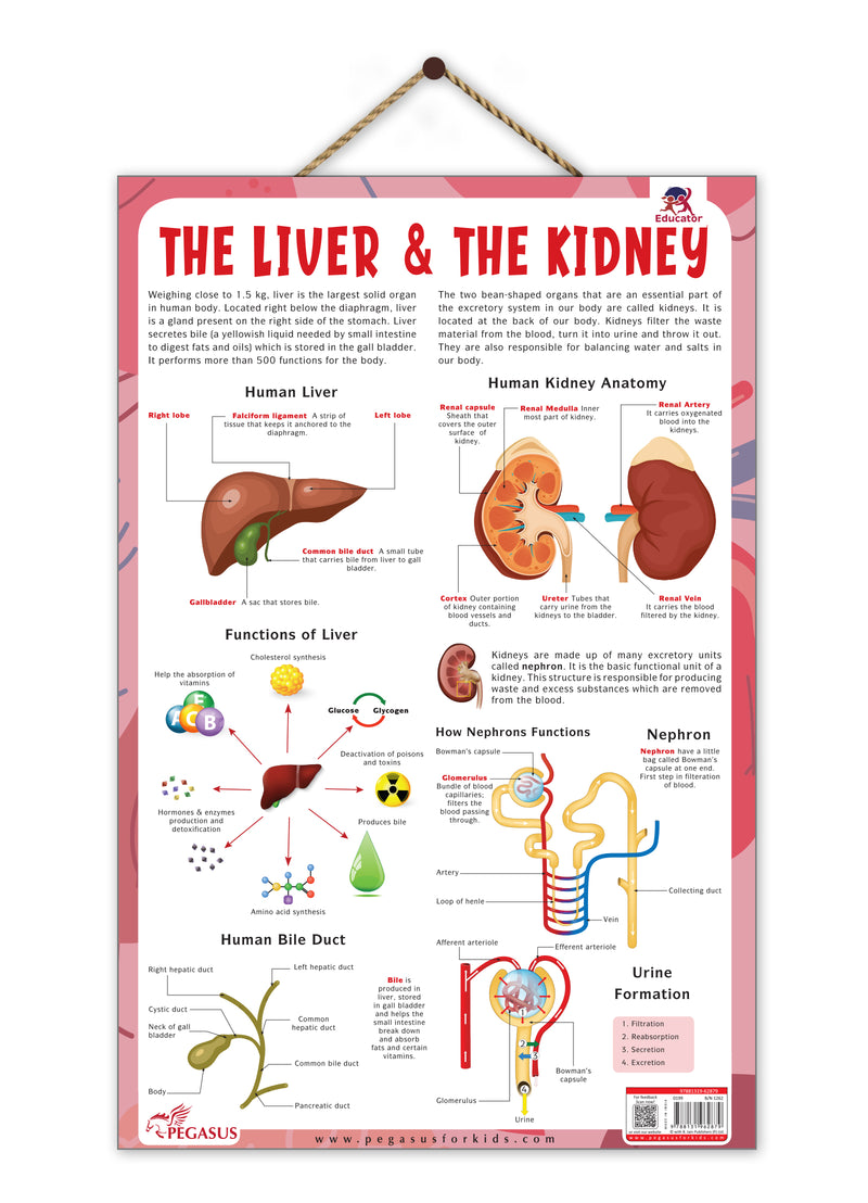 The Liver & The Kidney – Human Digestive & Excretory System Learning Poster (Age 4+ Years)