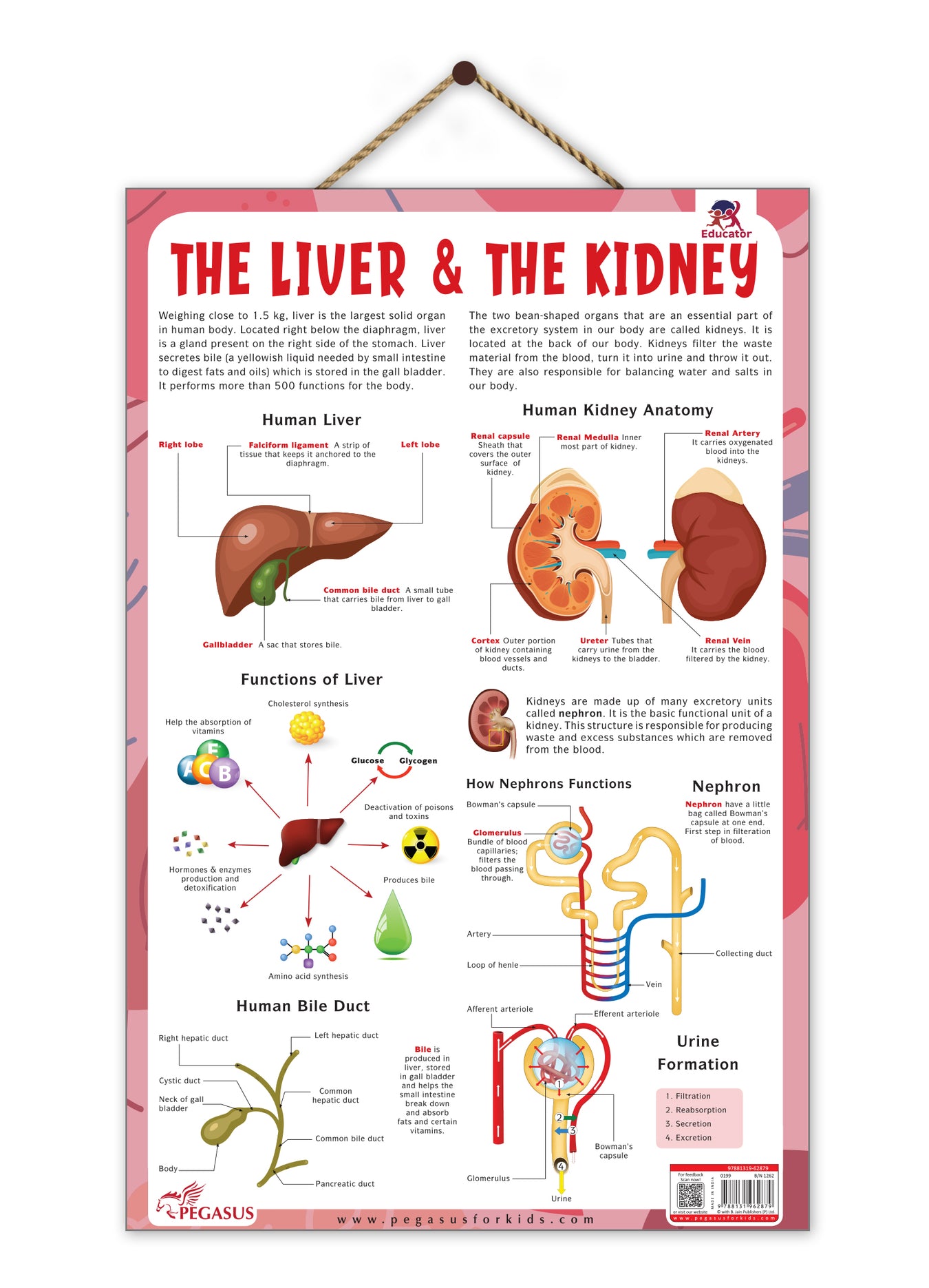 Biology Charts