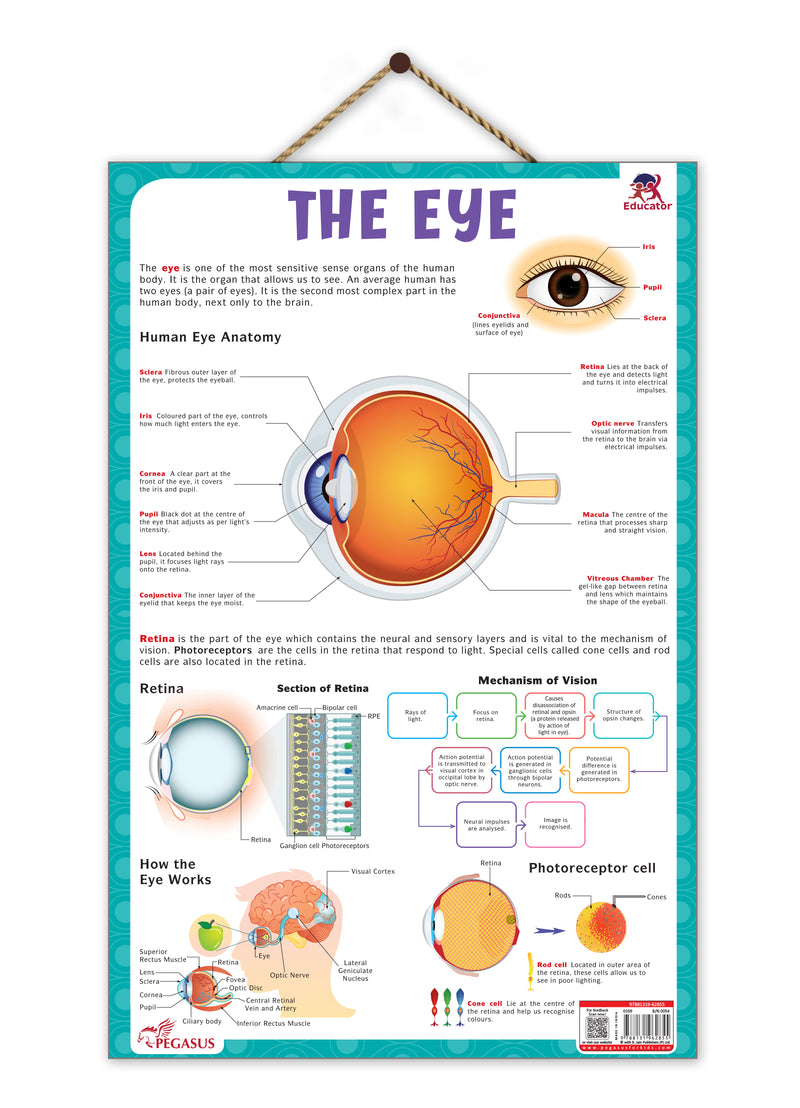 The Eye – Human Eye Structure & Vision Learning Poster (Age 4+ Years)