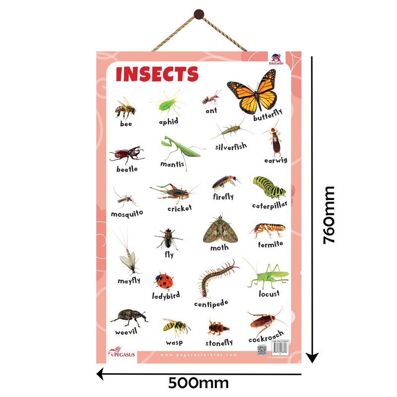 Insects Educational Wall Chart | Laminated Learning Poster with Big Fonts & Realistic Insect Pictures (Age 2+ Years)