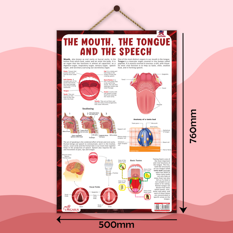 The Mouth, The Tongue and The Speech – Human Mouth Structure, Taste & Speech Learning Poster (Age 4+ Years)