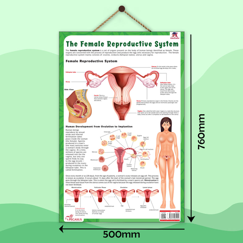 The Female Reproductive System – Human Reproductive System Learning Poster (Age 4+ Years)