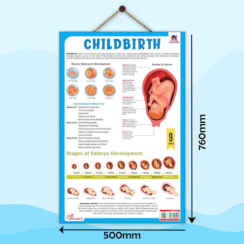 Childbirth & Embryo Development – Human Reproductive System & Fetal Growth Poster (Age 4+ Years)