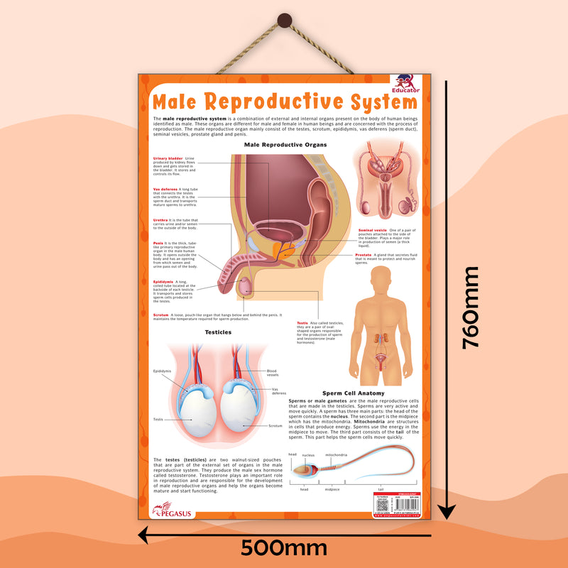 Male Reproductive System – Human Reproductive System Learning Poster (Age 4+ Years)