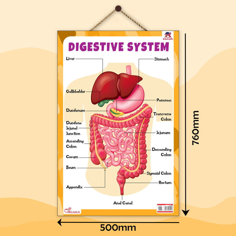 Digestive System – Human Digestive System Learning Poster for Kids & Students (Age 4+ Years)