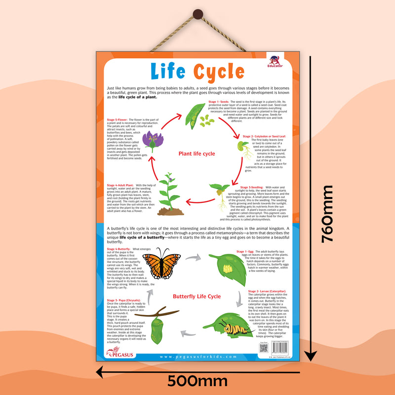 Life Cycle – Plant & Butterfly Life Cycle Learning Poster for Kids (Age 4+ Years)