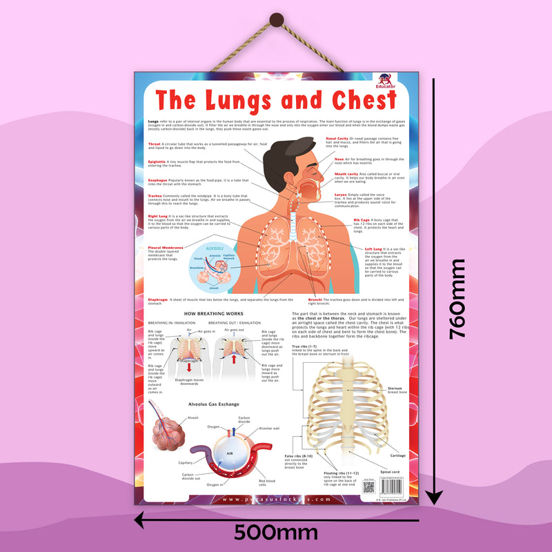 The Lungs and Chest – Human Respiratory System & Breathing Learning Poster (Age 4+ Years)