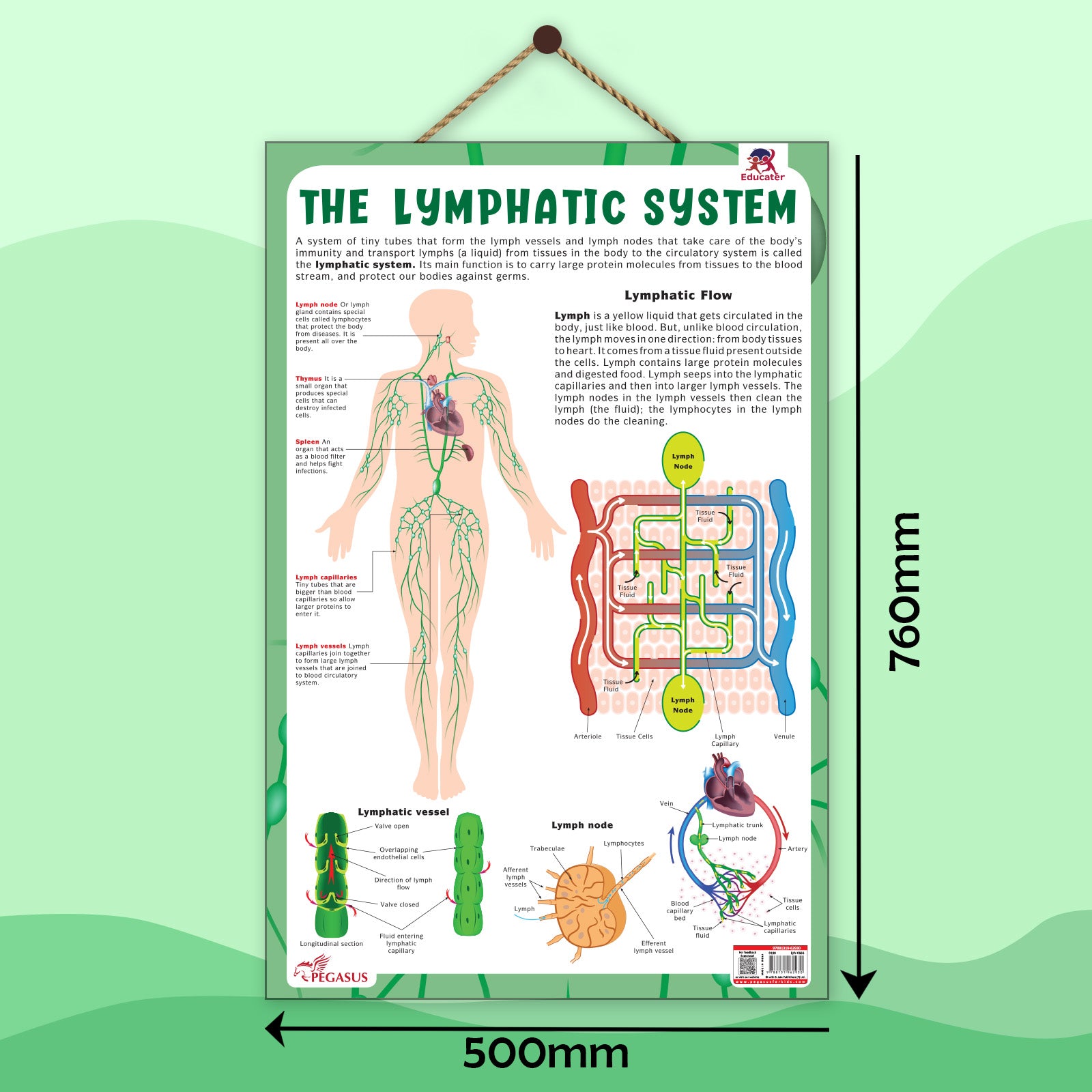 The Lymphatic System – Human Immune System & Lymphatic Flow Learning P ...