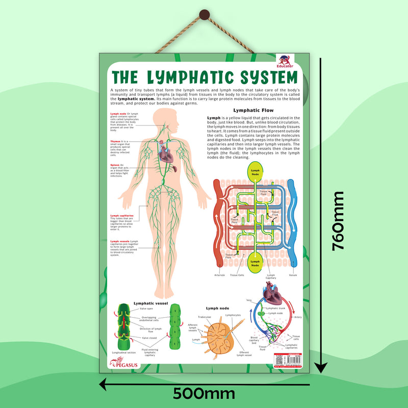 The Lymphatic System – Human Immune System & Lymphatic Flow Learning Poster (Age 4+ Years)