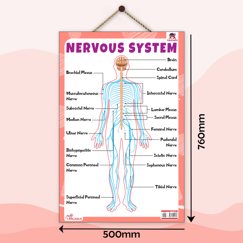 Nervous System – Human Nervous System Learning Poster for Kids & Students (Age 4+ Years)