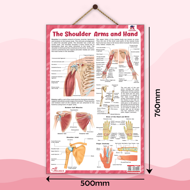 The Shoulder, Arms and Hand – Human Body Learning Poster for Kids (Age 4+ Years)