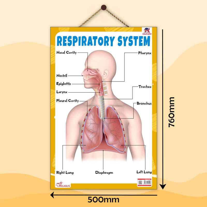 Respiratory System – Human Respiratory System Learning Poster for Kids & Students (Age 4+ Years)