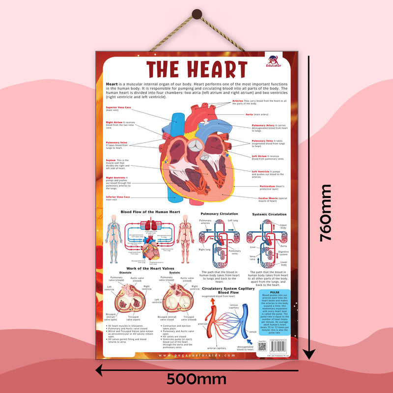 The Heart – Human Heart Structure & Circulatory System Learning Poster (Age 4+ Years)