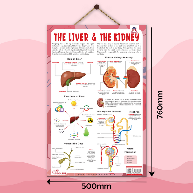 The Liver & The Kidney – Human Digestive & Excretory System Learning Poster (Age 4+ Years)
