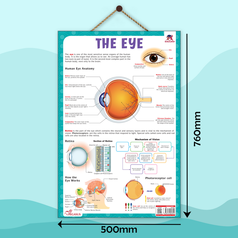 The Eye – Human Eye Structure & Vision Learning Poster (Age 4+ Years)