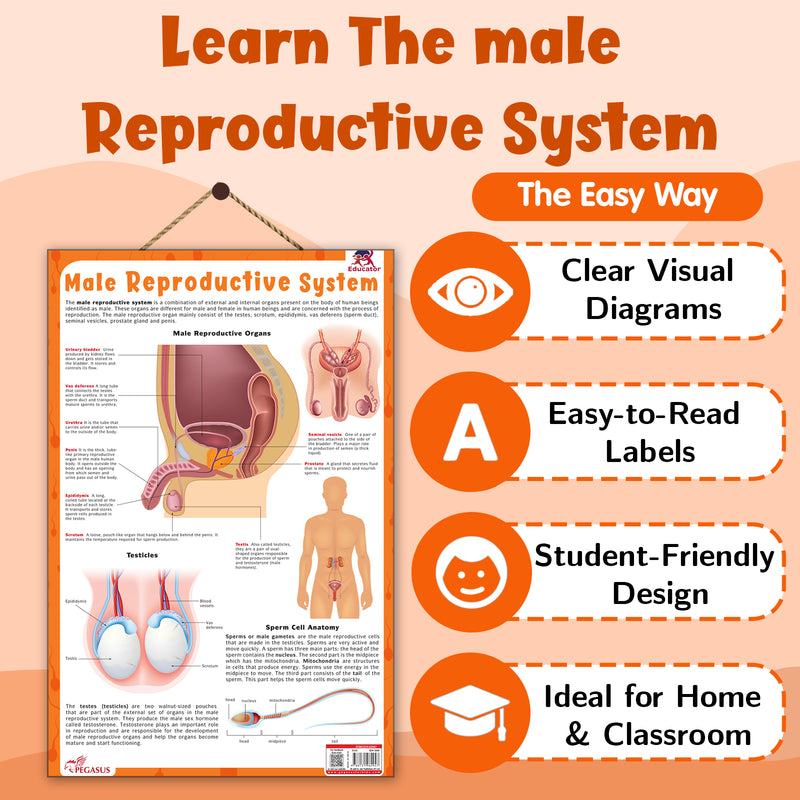 Male Reproductive System – Human Reproductive System Learning Poster (Age 4+ Years)
