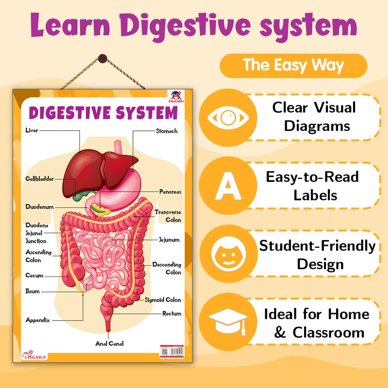 Digestive System – Human Digestive System Learning Poster for Kids & Students (Age 4+ Years)