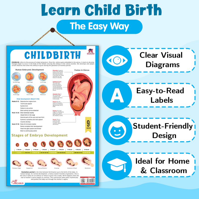 Childbirth & Embryo Development – Human Reproductive System & Fetal Growth Poster (Age 4+ Years)
