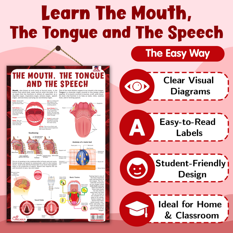The Mouth, The Tongue and The Speech – Human Mouth Structure, Taste & Speech Learning Poster (Age 4+ Years)