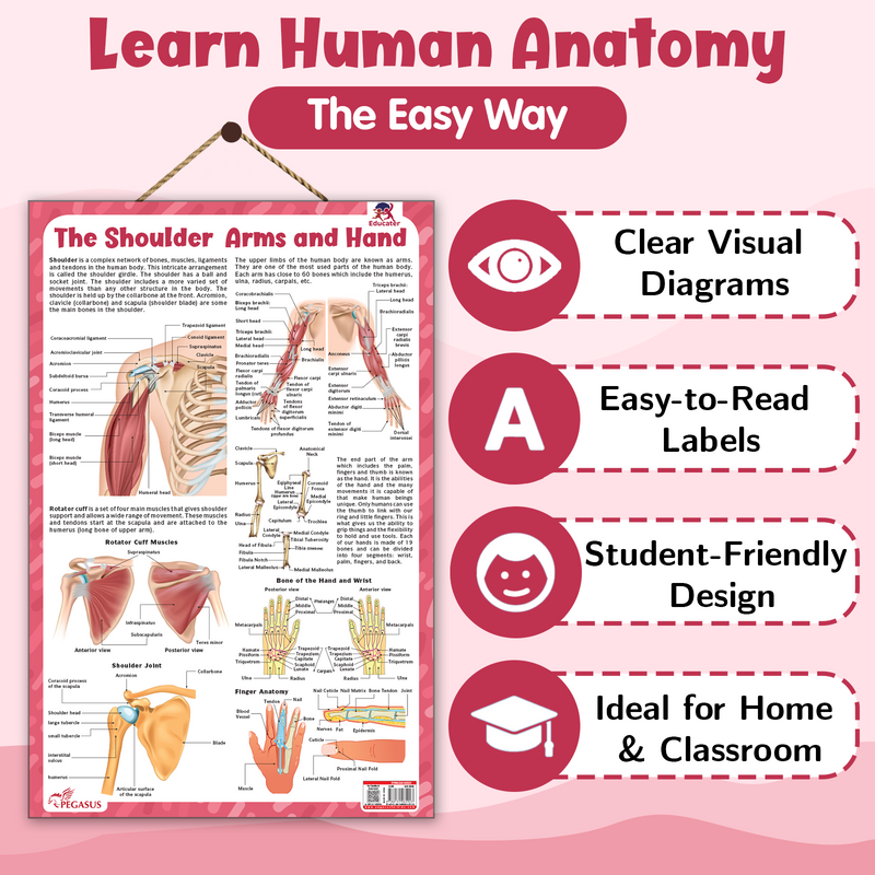 The Shoulder, Arms and Hand – Human Body Learning Poster for Kids (Age 4+ Years)
