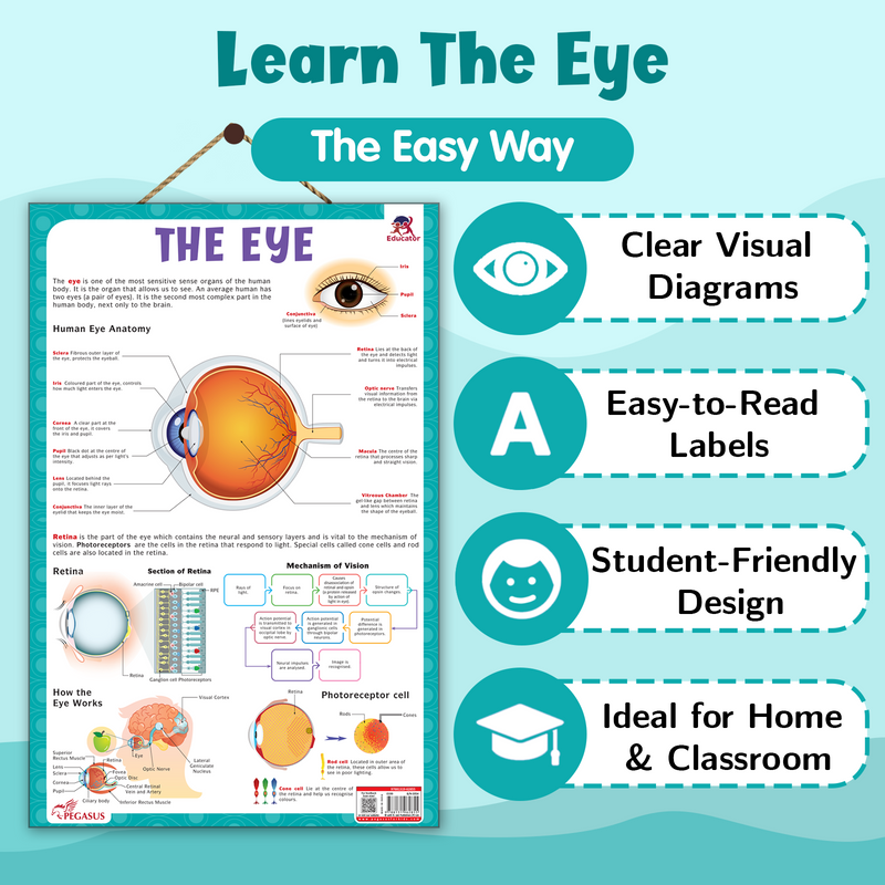 The Eye – Human Eye Structure & Vision Learning Poster (Age 4+ Years)