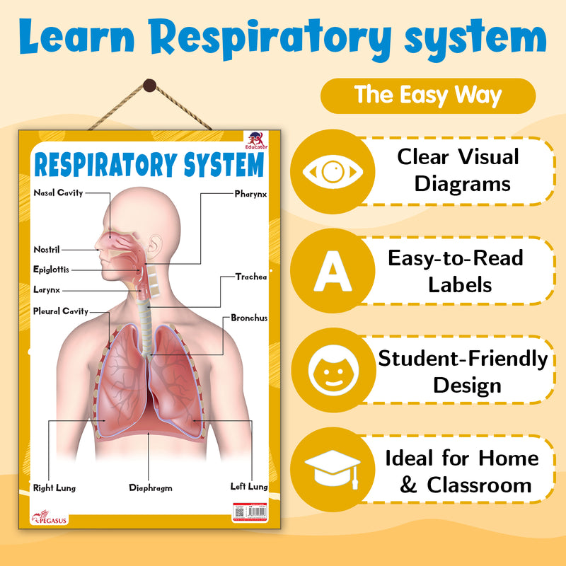 Respiratory System – Human Respiratory System Learning Poster for Kids & Students (Age 4+ Years)