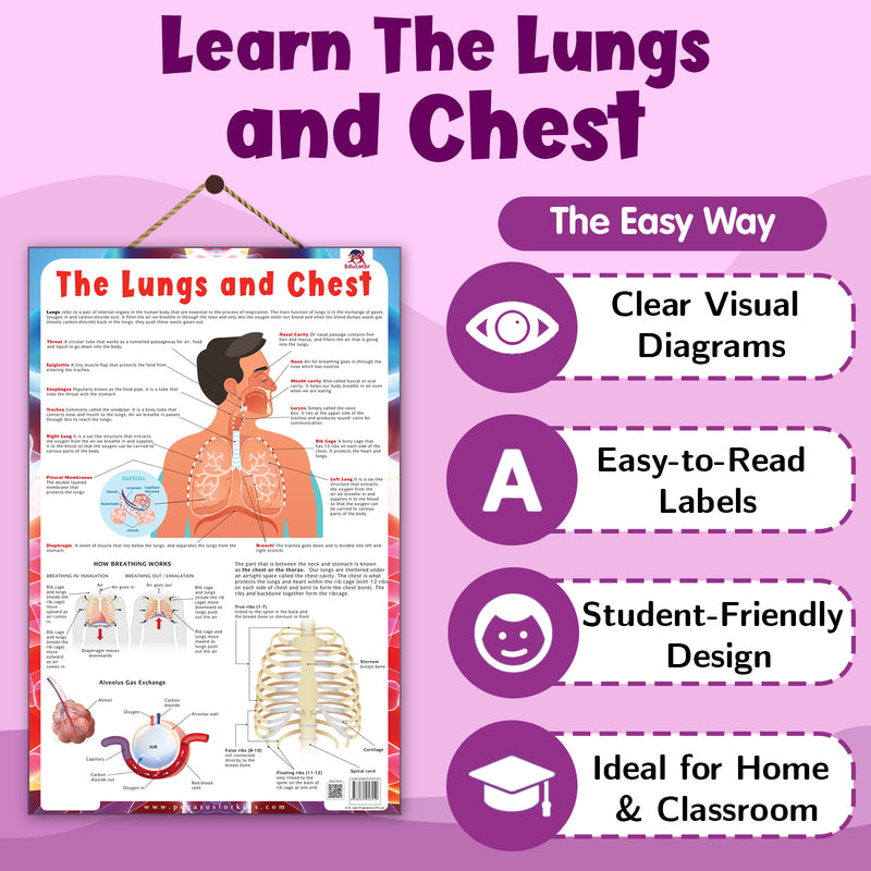 The Lungs and Chest – Human Respiratory System & Breathing Learning Poster (Age 4+ Years)