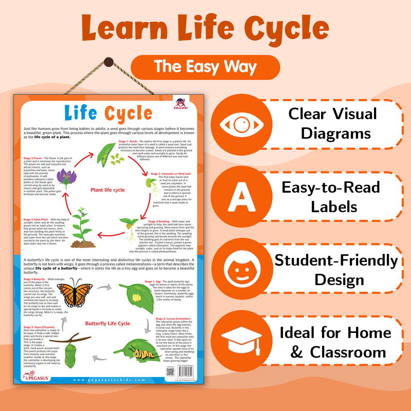 Life Cycle – Plant & Butterfly Life Cycle Learning Poster for Kids (Age 4+ Years)