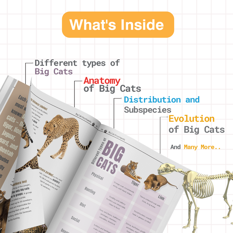 My Very First Big Cats Encyclopedia | Wildlife Book for Kids (Age 4+ Years)