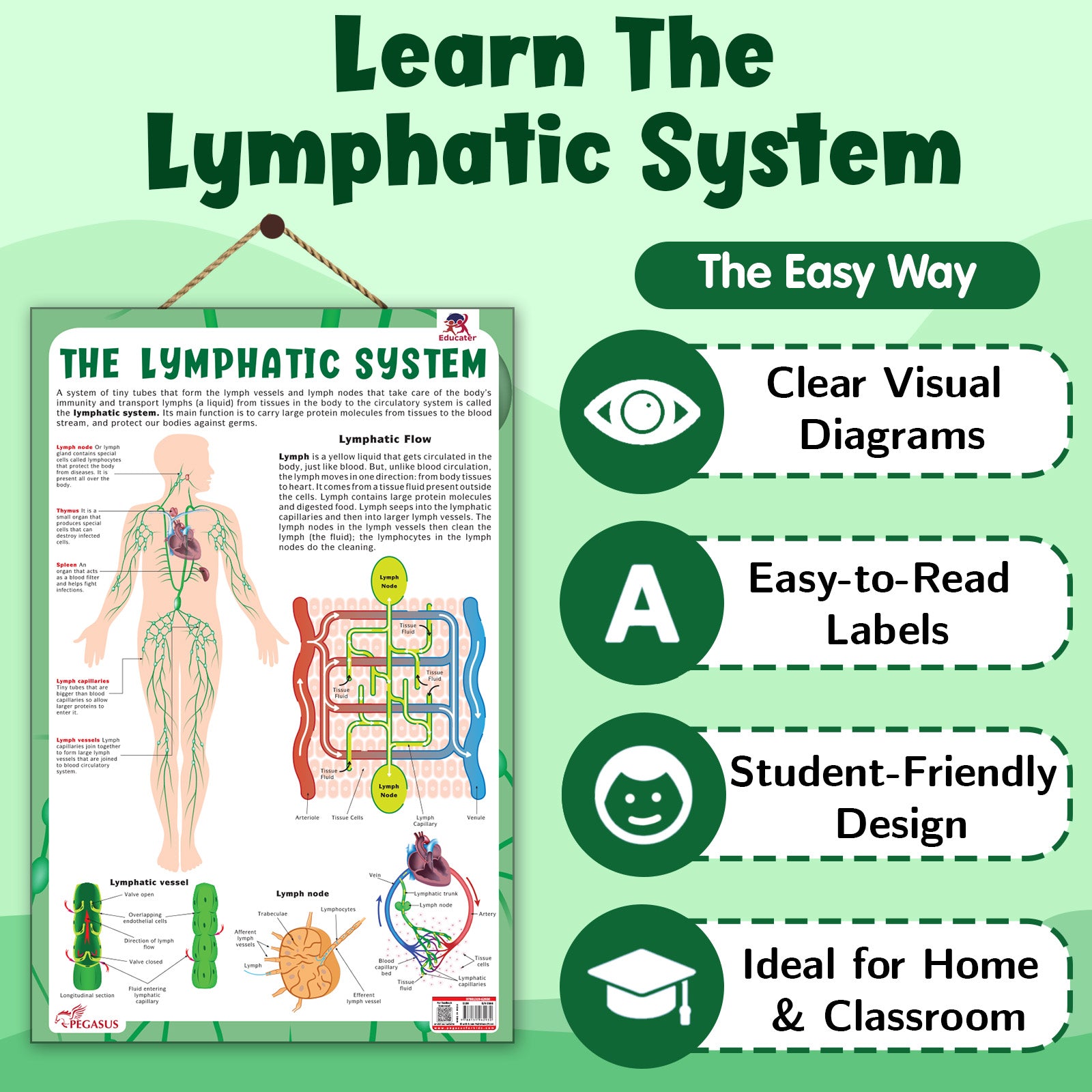 The Lymphatic System – Human Immune System & Lymphatic Flow Learning P ...