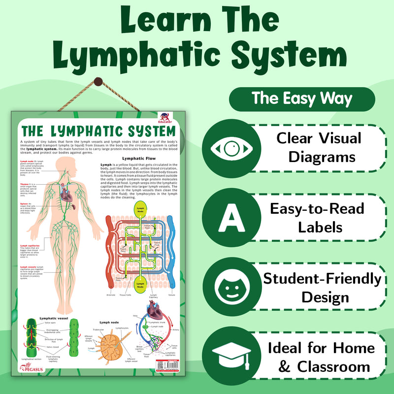 The Lymphatic System – Human Immune System & Lymphatic Flow Learning Poster (Age 4+ Years)