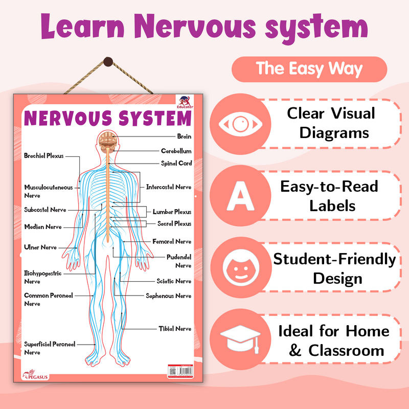 Nervous System – Human Nervous System Learning Poster for Kids & Students (Age 4+ Years)