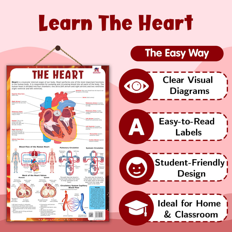 The Heart – Human Heart Structure & Circulatory System Learning Poster (Age 4+ Years)