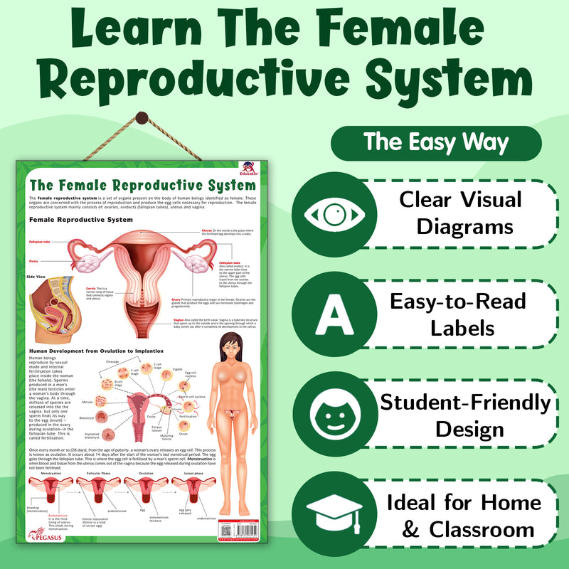 The Female Reproductive System – Human Reproductive System Learning Poster (Age 4+ Years)
