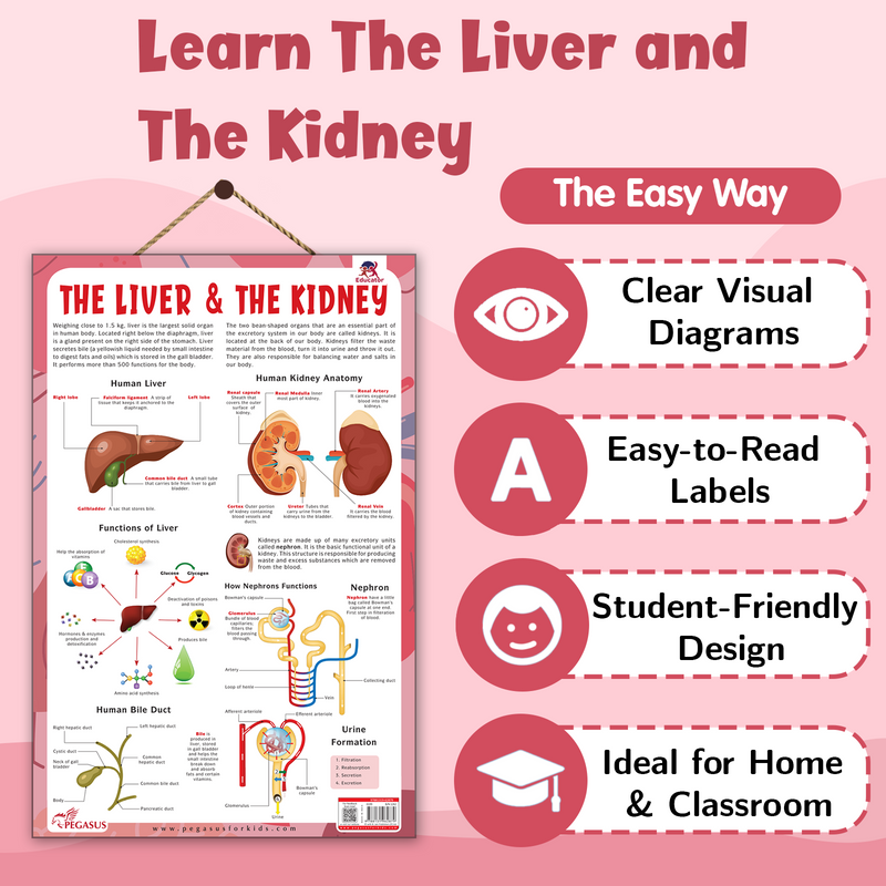 The Liver & The Kidney – Human Digestive & Excretory System Learning Poster (Age 4+ Years)