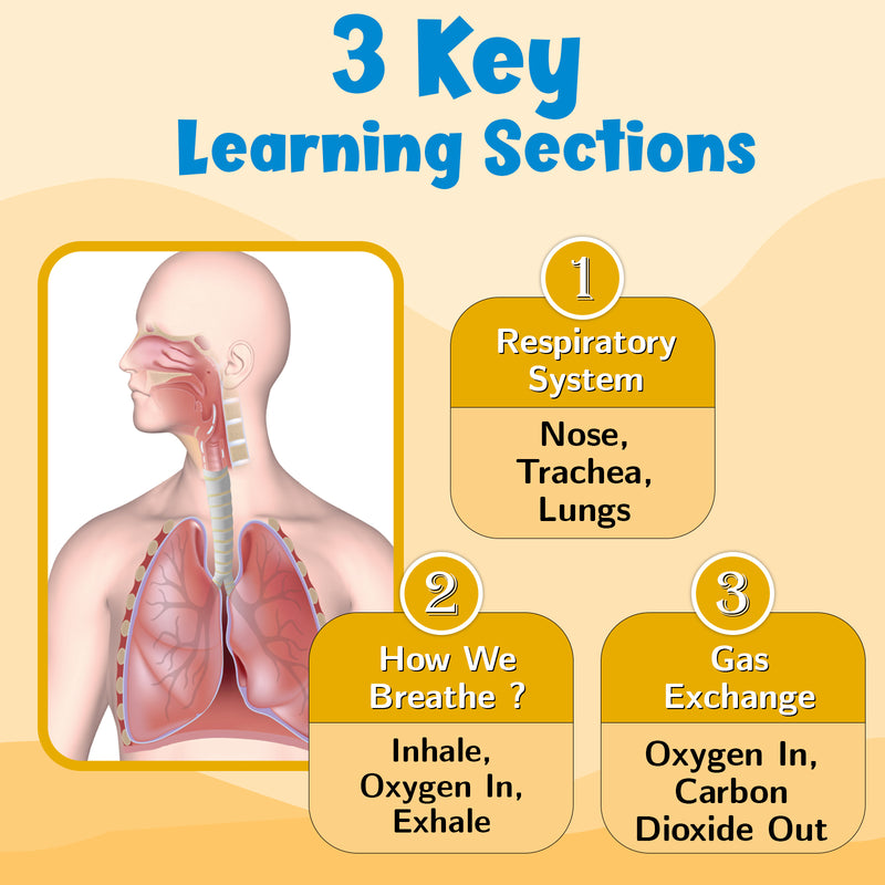 Respiratory System – Human Respiratory System Learning Poster for Kids & Students (Age 4+ Years)