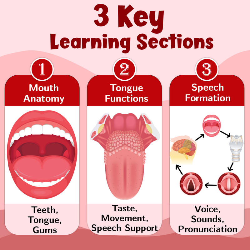 The Mouth, The Tongue and The Speech – Human Mouth Structure, Taste & Speech Learning Poster (Age 4+ Years)
