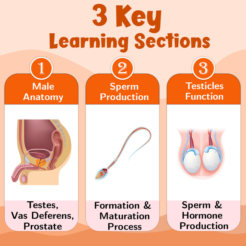 Male Reproductive System – Human Reproductive System Learning Poster (Age 4+ Years)
