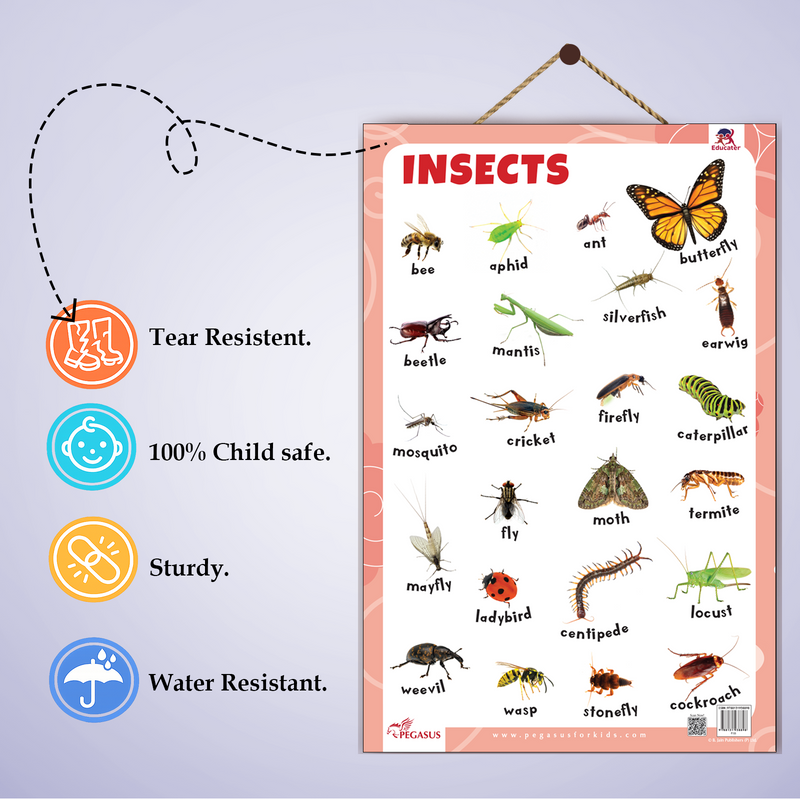 Insects Educational Wall Chart | Laminated Learning Poster with Big Fonts & Realistic Insect Pictures (Age 2+ Years)