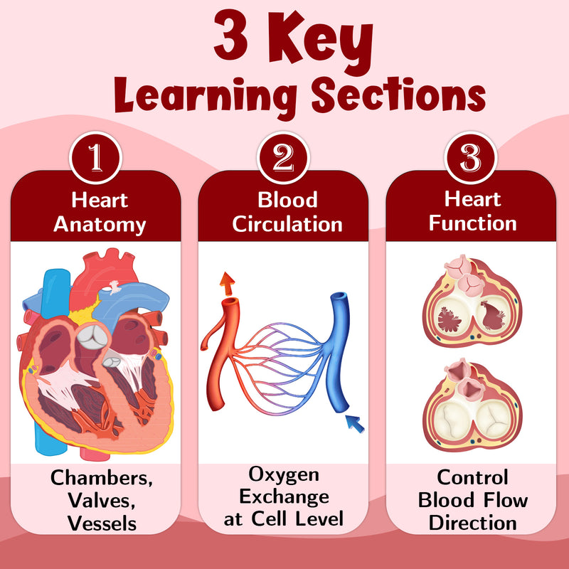 The Heart – Human Heart Structure & Circulatory System Learning Poster (Age 4+ Years)