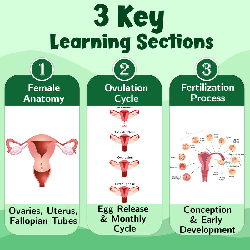 The Female Reproductive System – Human Reproductive System Learning Poster (Age 4+ Years)