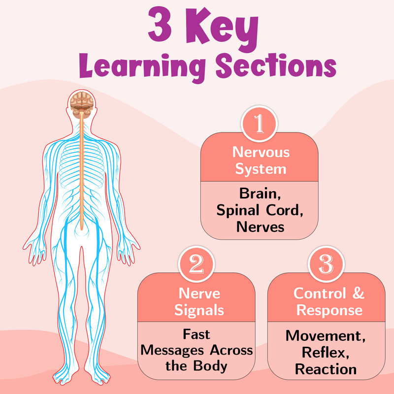 Nervous System – Human Nervous System Learning Poster for Kids & Students (Age 4+ Years)