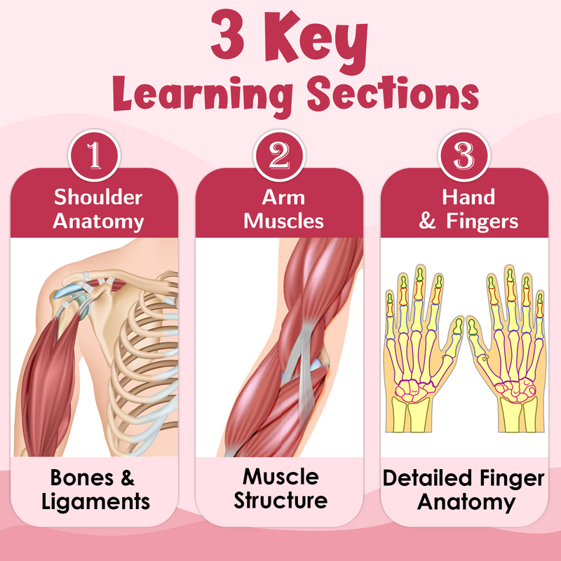 The Shoulder, Arms and Hand – Human Body Learning Poster for Kids (Age 4+ Years)