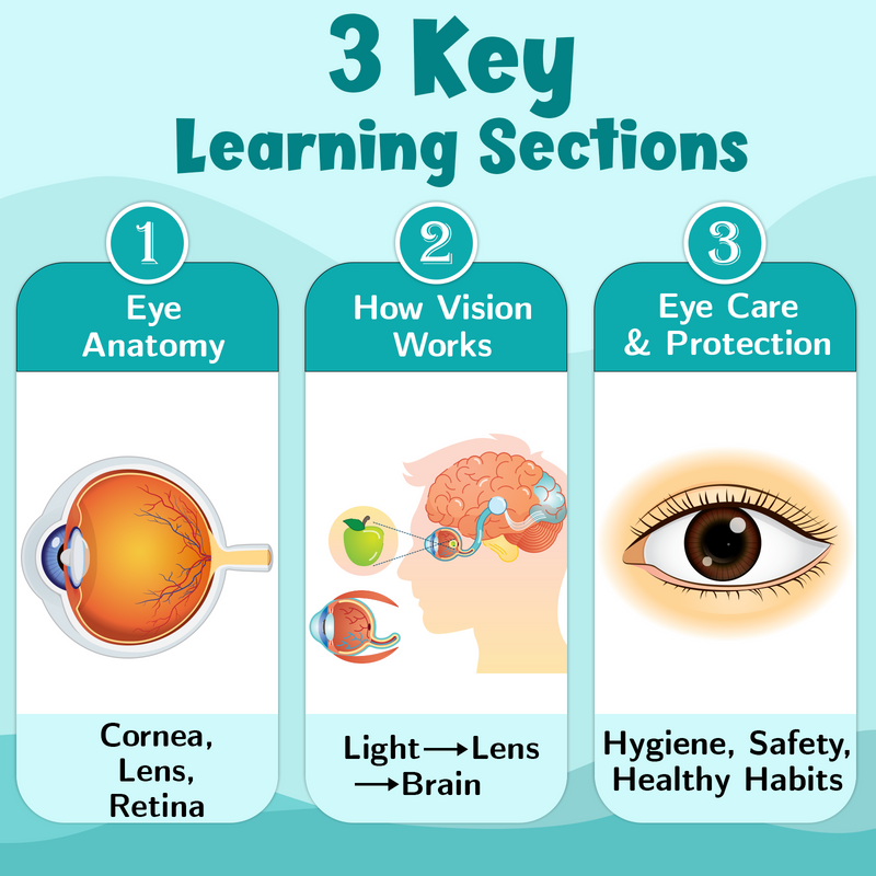 The Eye – Human Eye Structure & Vision Learning Poster (Age 4+ Years)