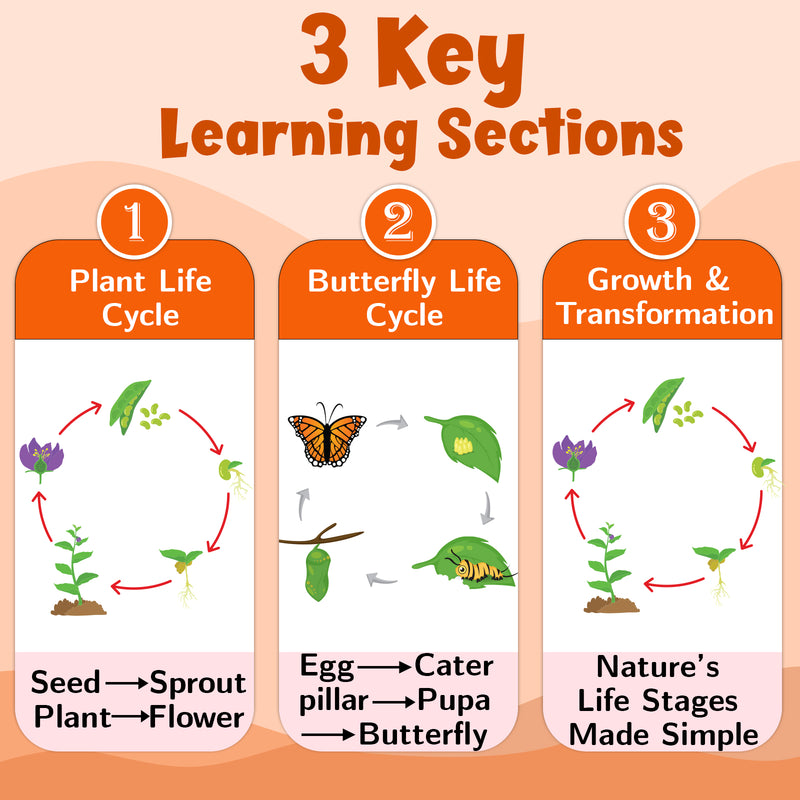 Life Cycle – Plant & Butterfly Life Cycle Learning Poster for Kids (Age 4+ Years)
