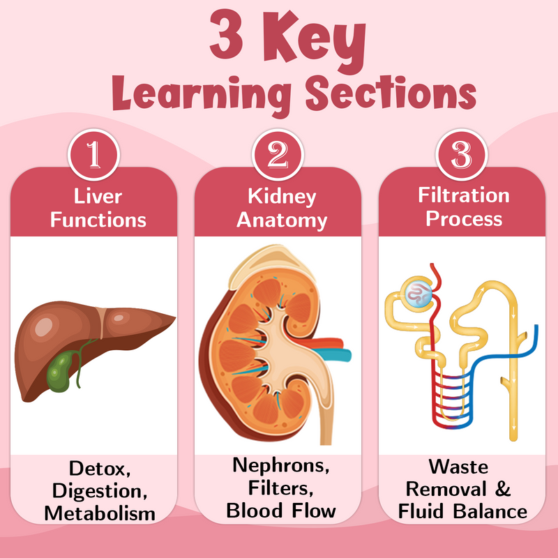 The Liver & The Kidney – Human Digestive & Excretory System Learning Poster (Age 4+ Years)