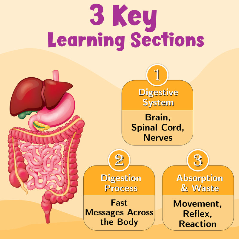 Digestive System – Human Digestive System Learning Poster for Kids & Students (Age 4+ Years)
