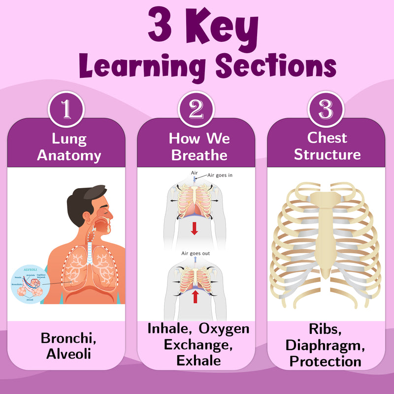 The Lungs and Chest – Human Respiratory System & Breathing Learning Poster (Age 4+ Years)