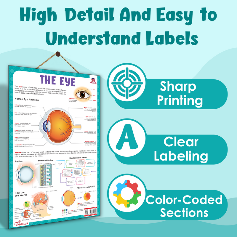 The Eye – Human Eye Structure & Vision Learning Poster (Age 4+ Years)